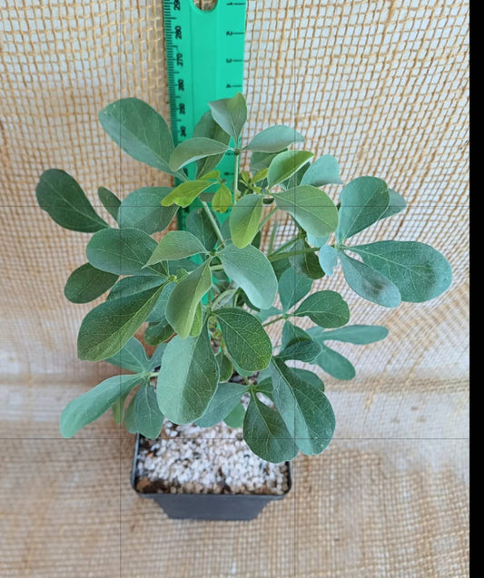 Adenia fruticosa Waterwise2020