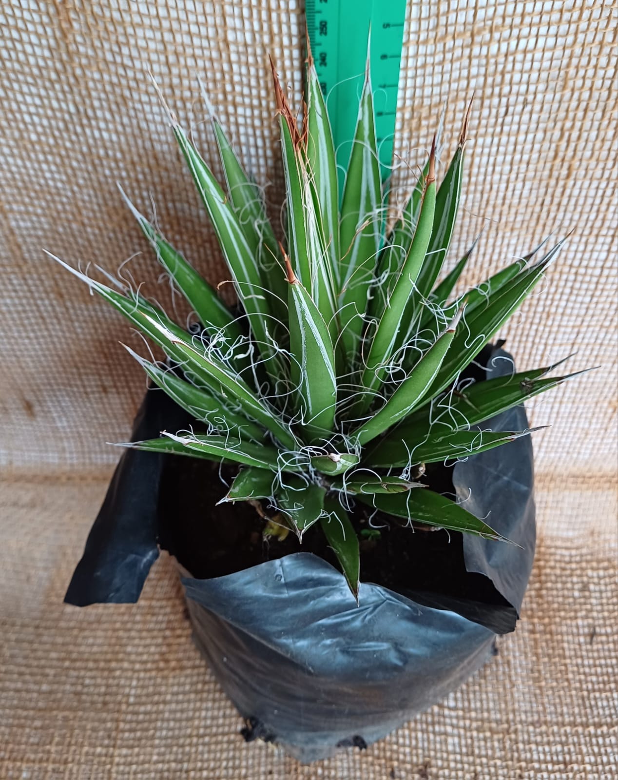 Agave Filifera (Thread Agave) Waterwise2020