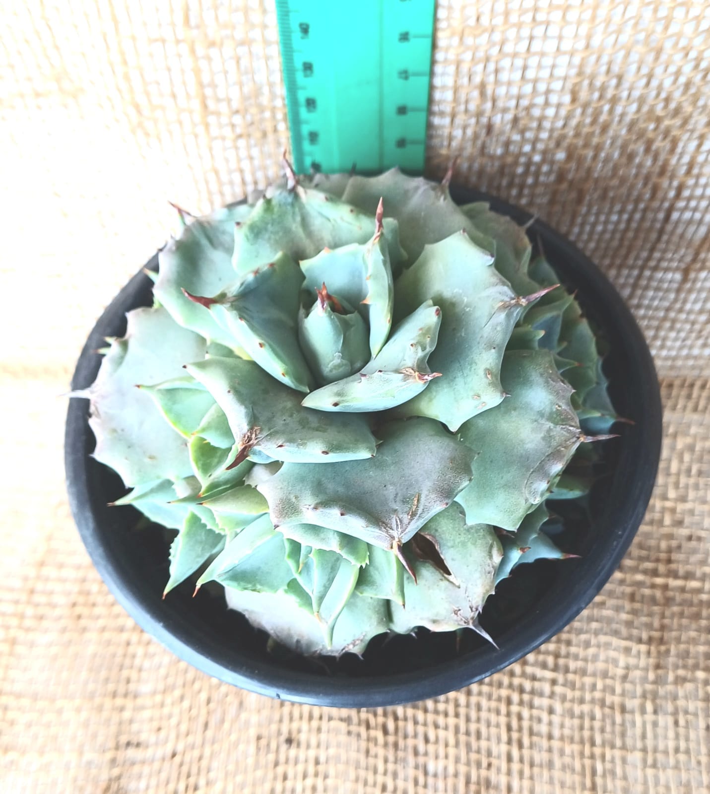 Agave Isthmensis (Dwarf Butterfly) Yolo Auto Find