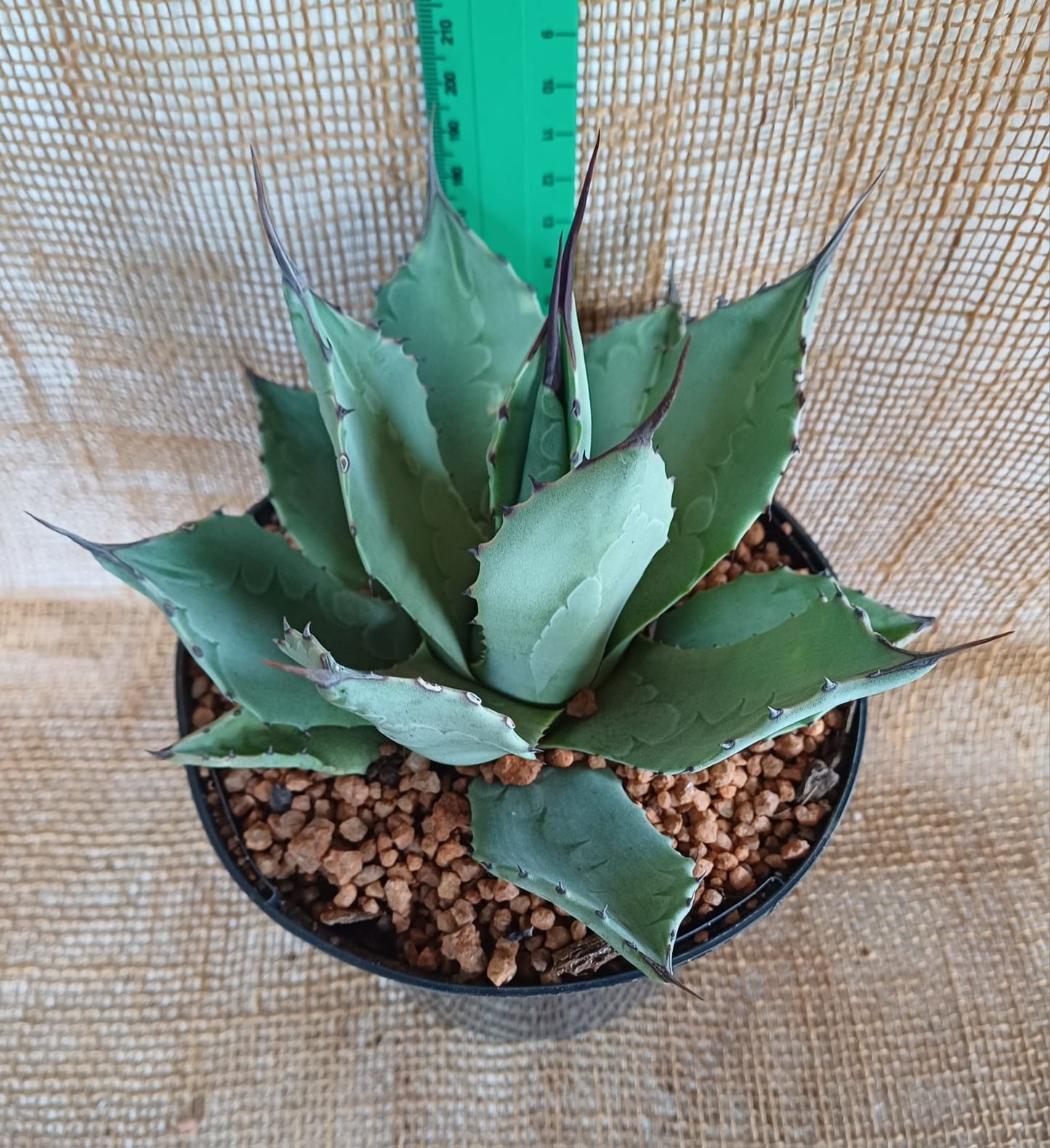 Agave Parryii Waterwise2020