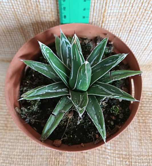 Agave Queen Victoria Yolo Auto Find