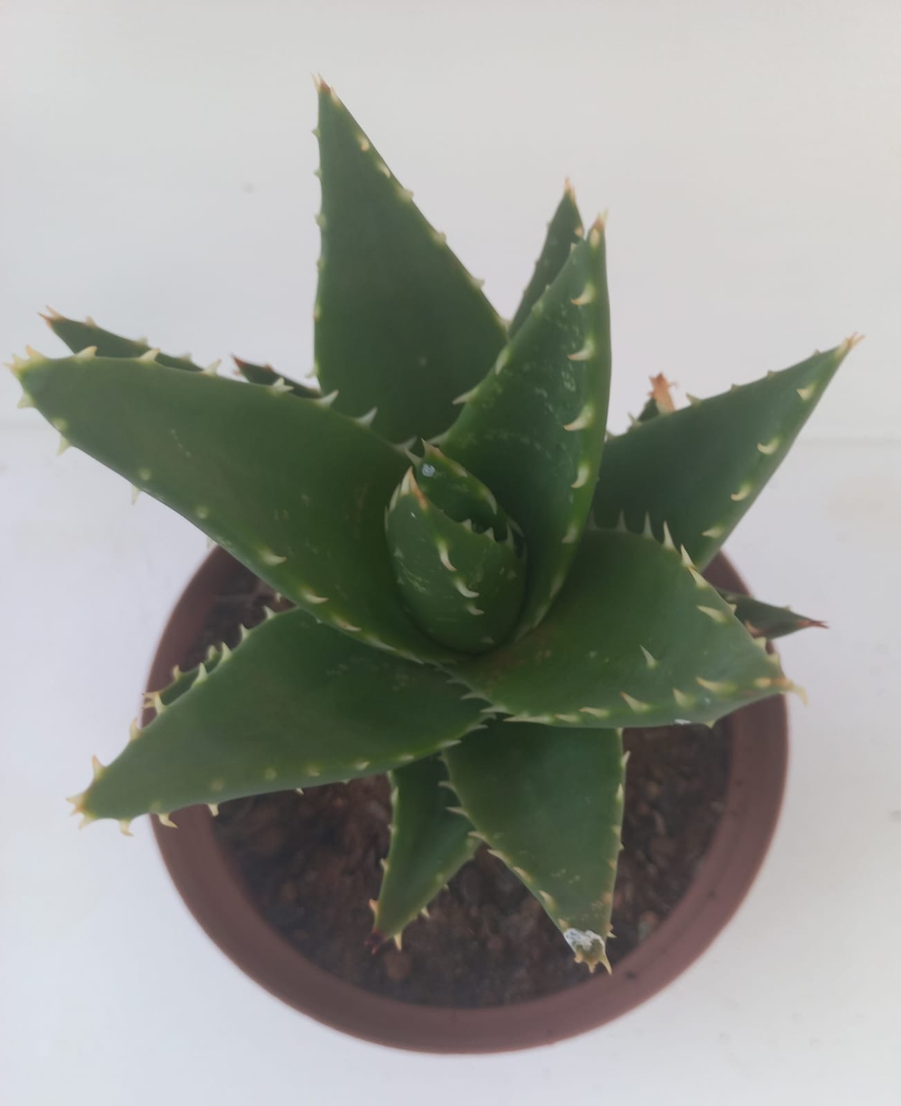 Aloe Brevifolia Waterwise2020