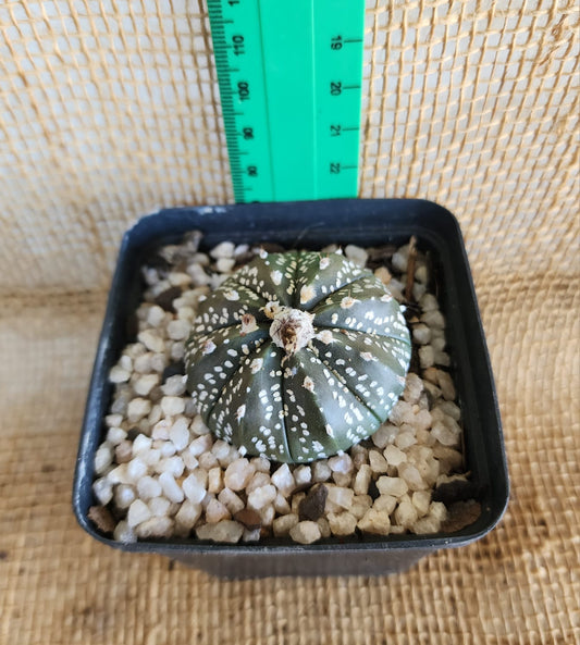 Astrophytum asteria (Sand Dollar) Waterwise2020