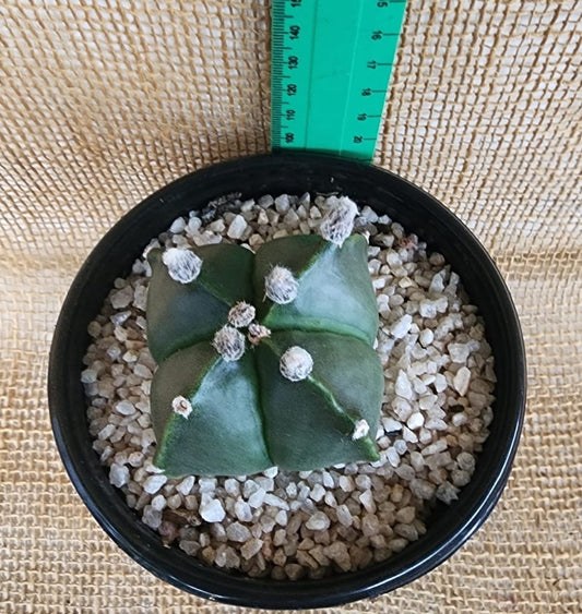 Astrophytum (Bishop's cap, 4 rib, green) Yolo Auto Find