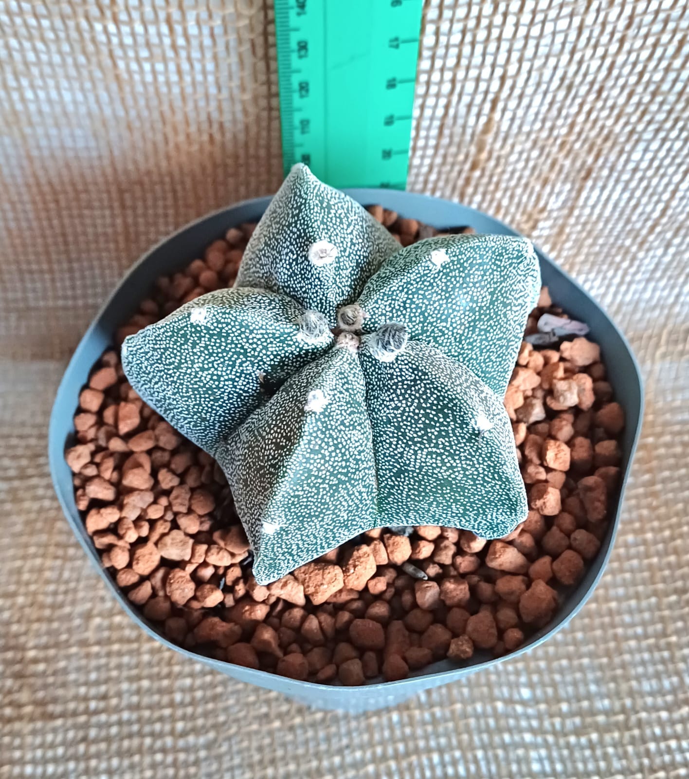 Astrophytum Myriostigma (Bishop's cap) Waterwise2020