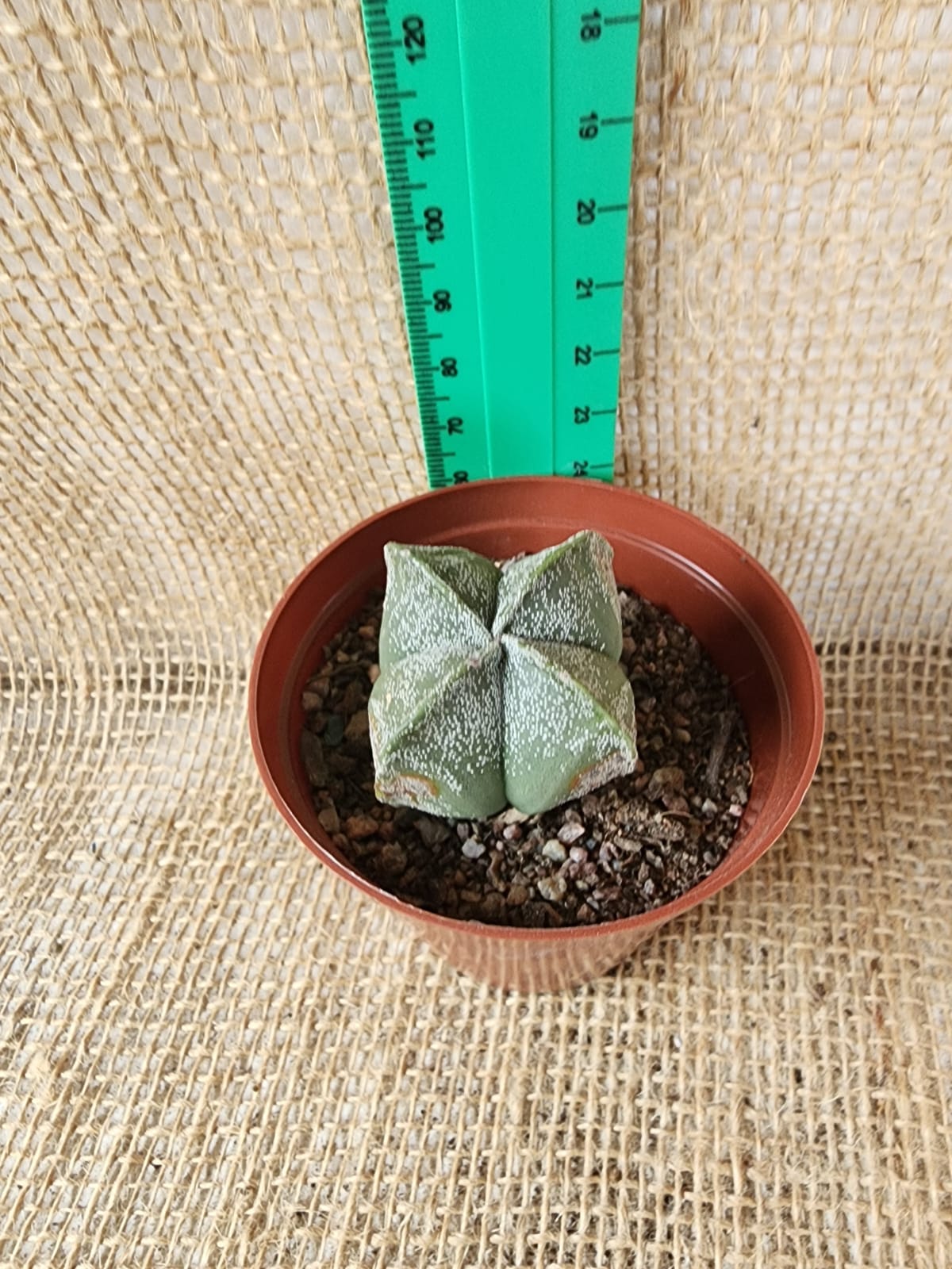 Astrophytum Myriostigma (Bishops Cap 4 Rib) Waterwise2020