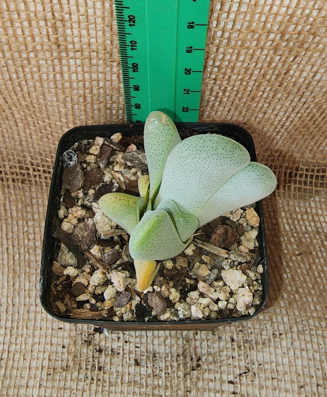 Cheiridopsis Pillansii(Lobster Claw) Yolo Auto Find