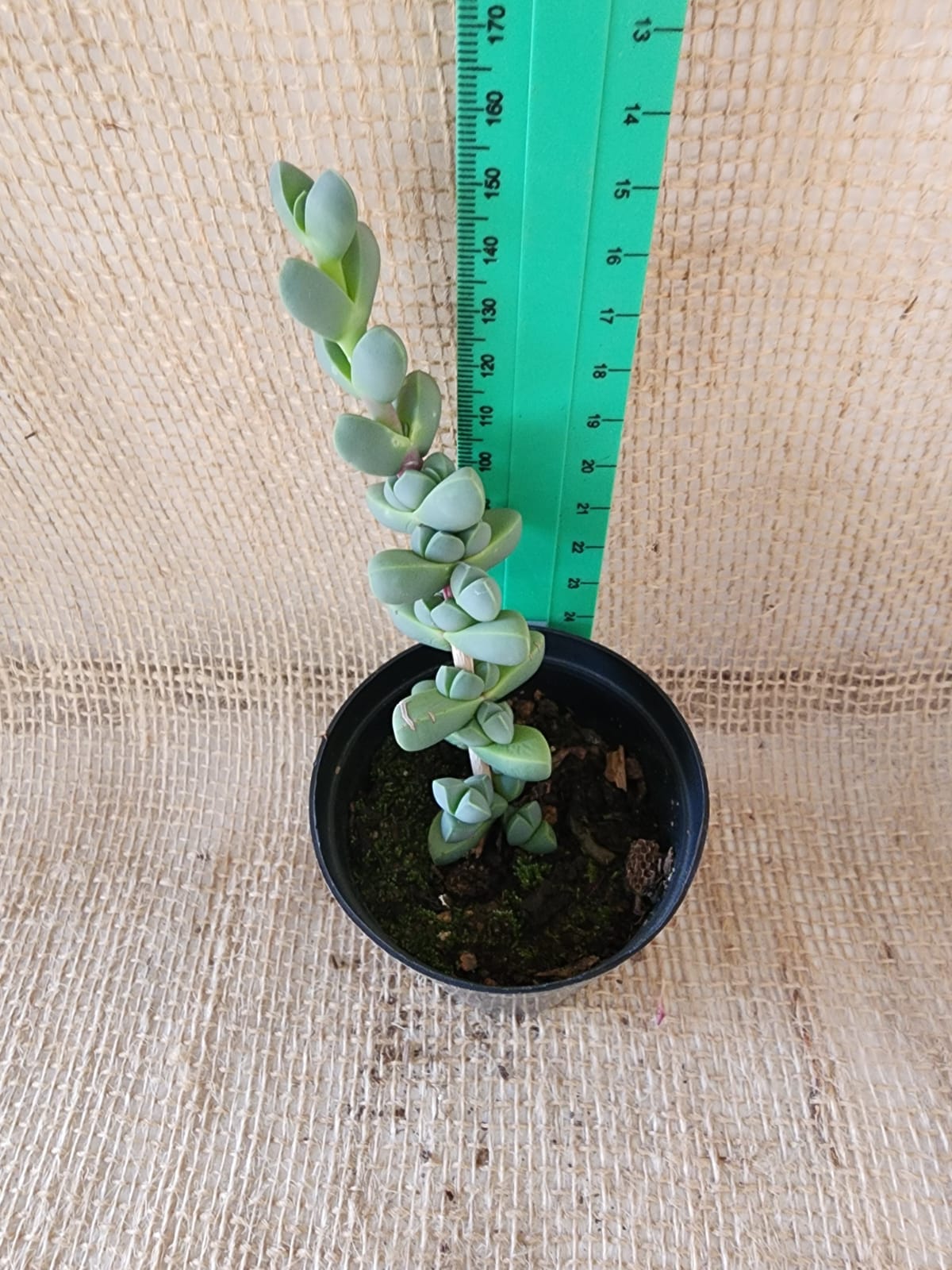 Corpuscularia Lehmannii (Ice Plant) Yolo Auto Find