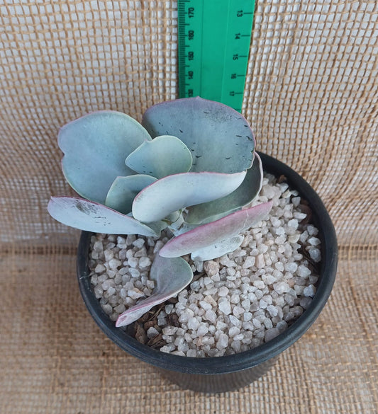 Cotyledon orbiculata (Purple wing) Waterwise2020