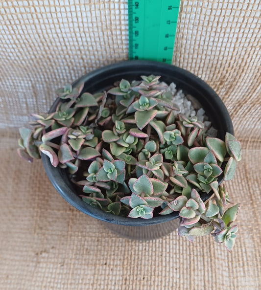 Crassula pellucida varigata (Callico kitten) Waterwise2020