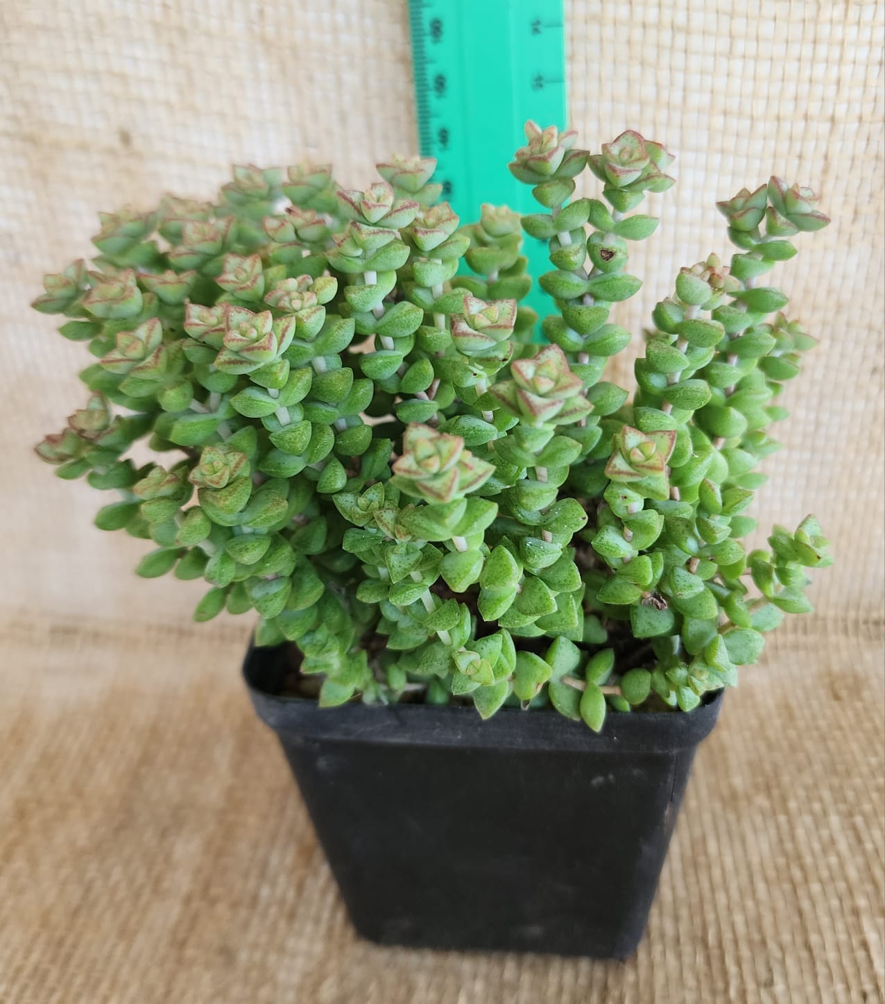 Crassula Rupestris ( Baby Necklace) Yolo Auto Find