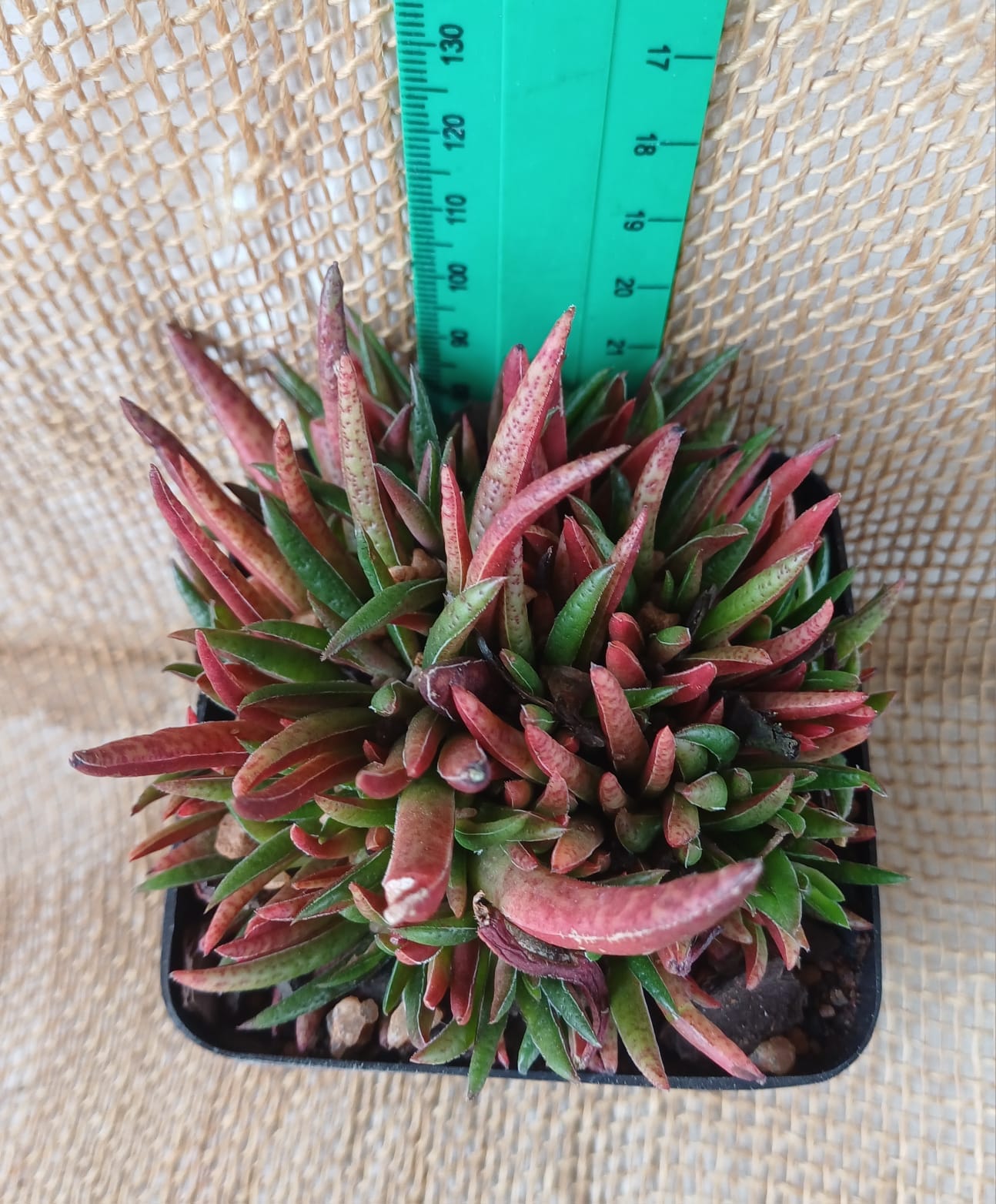 Crassula schmidtii Waterwise2020