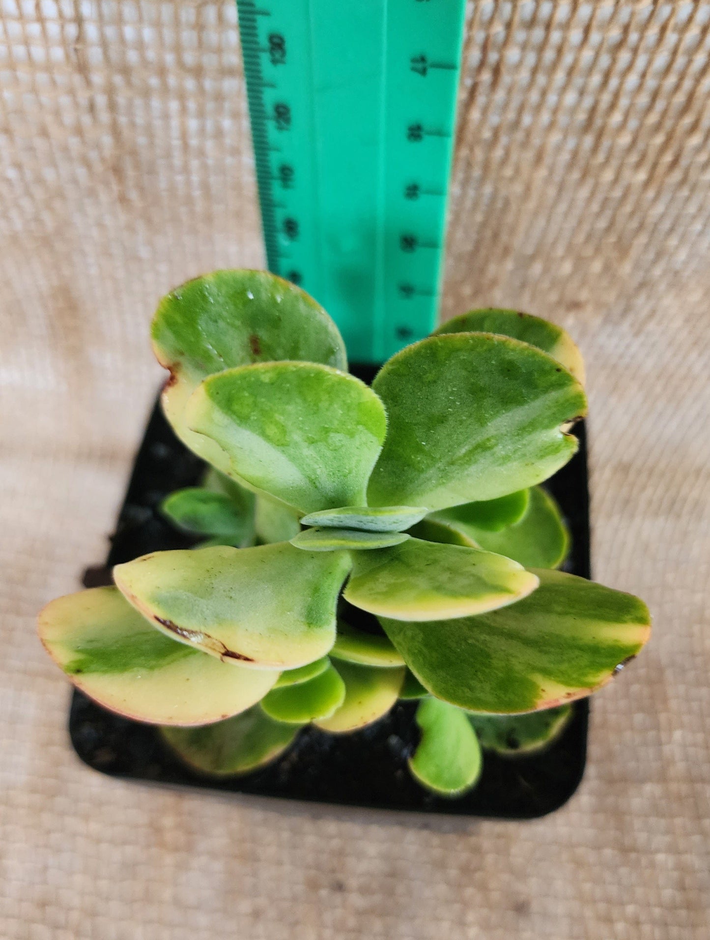 Crassula Swaziensis Variegata Yolo Auto Find