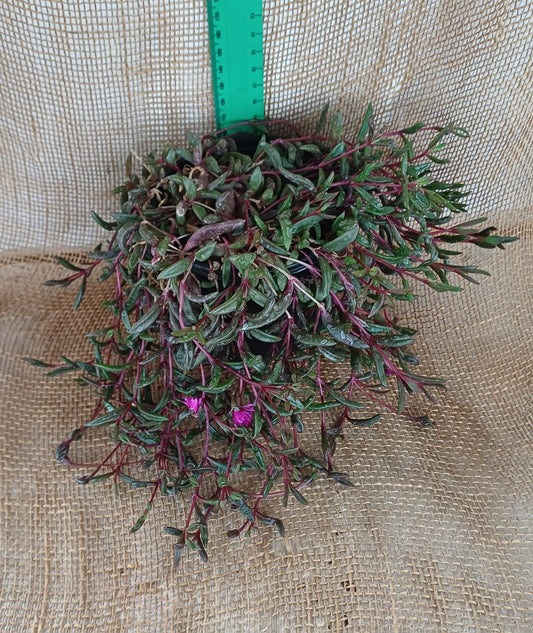 Delosperma Vinaceum Waterwise2020