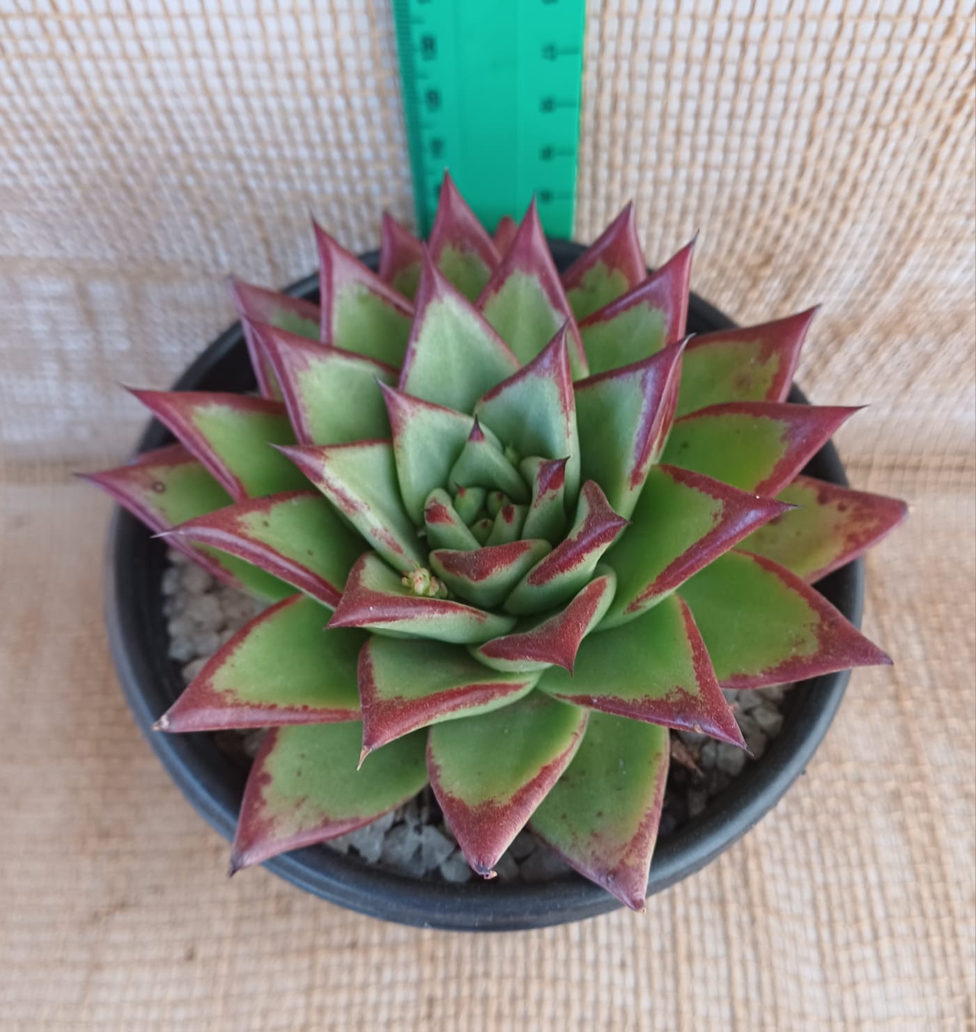 Echeveria agavoides (Lipstick echeveria) Waterwise2020