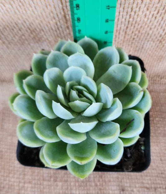 Echeveria Elegans Yolo Auto Find