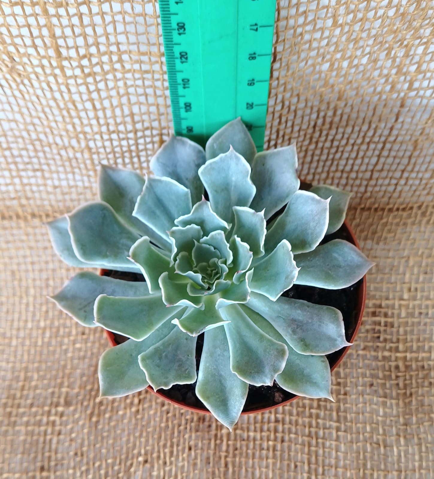 Echeveria Guadalajara Yolo Auto Find