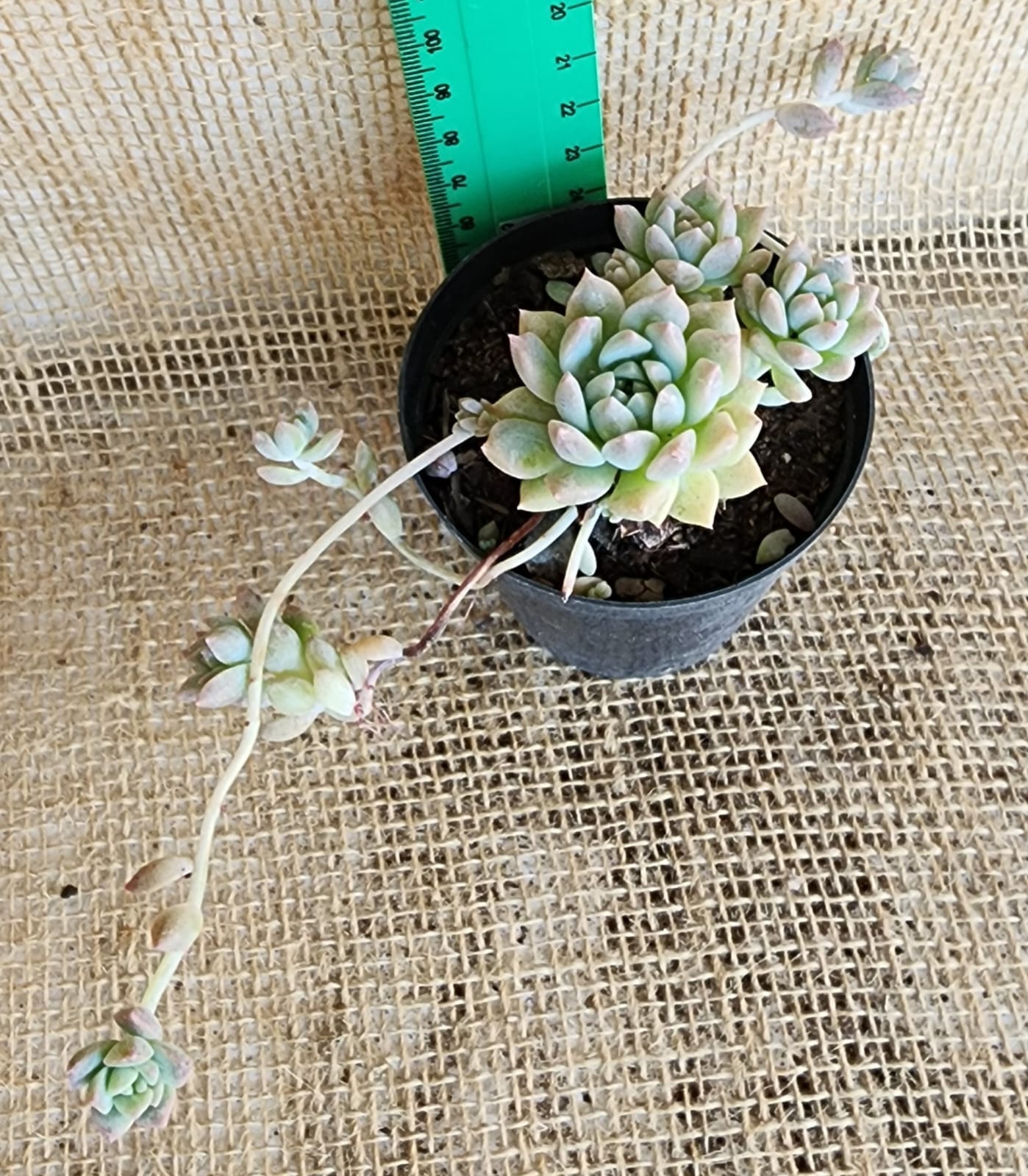 Echeveria Prolifica Yolo Auto Find