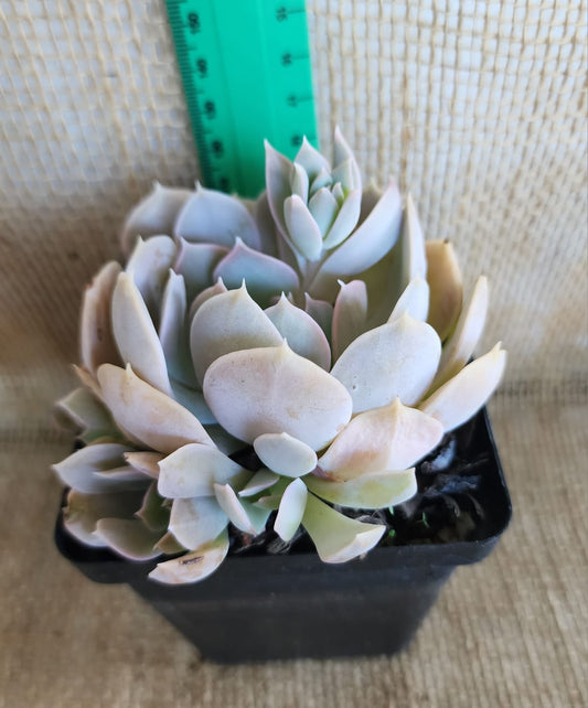 Echeveria Runyonii Yolo Auto Find