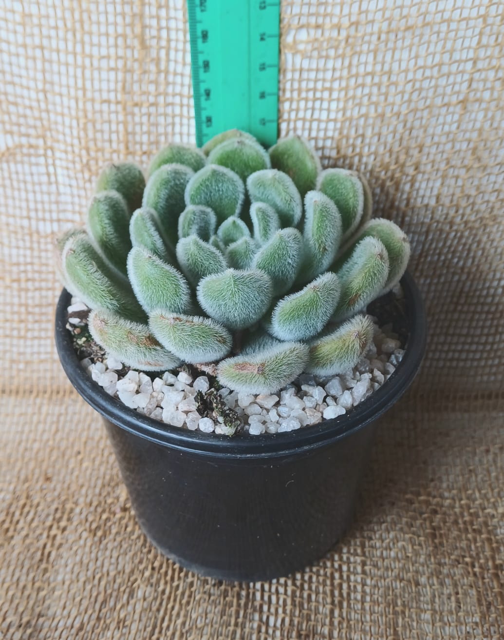 Echeveria Setosa Yolo Auto Find