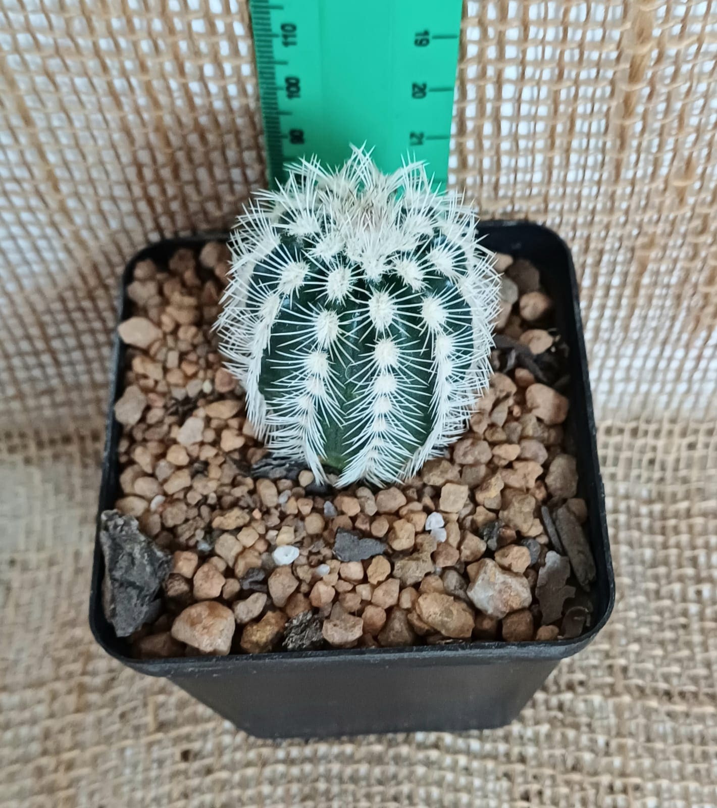 Echinocereus Yolo Auto Find