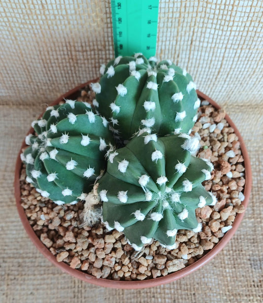 Echinopsis Subdenudata (Easter lilly cactus) Yolo Auto Find
