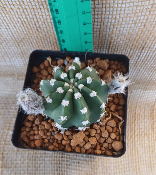 Echinopsis Subdenudata (Easter Lily Cactus) Yolo Auto Find