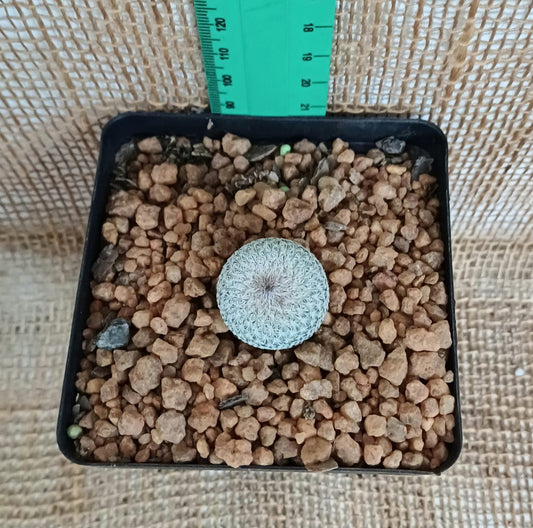 Epithelantha Micromeris (Button Cactus) Yolo Auto Find