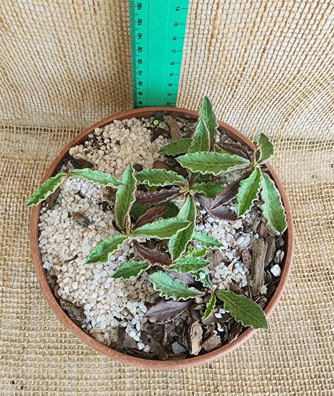 Euphorbia decaryi Yolo Auto Find