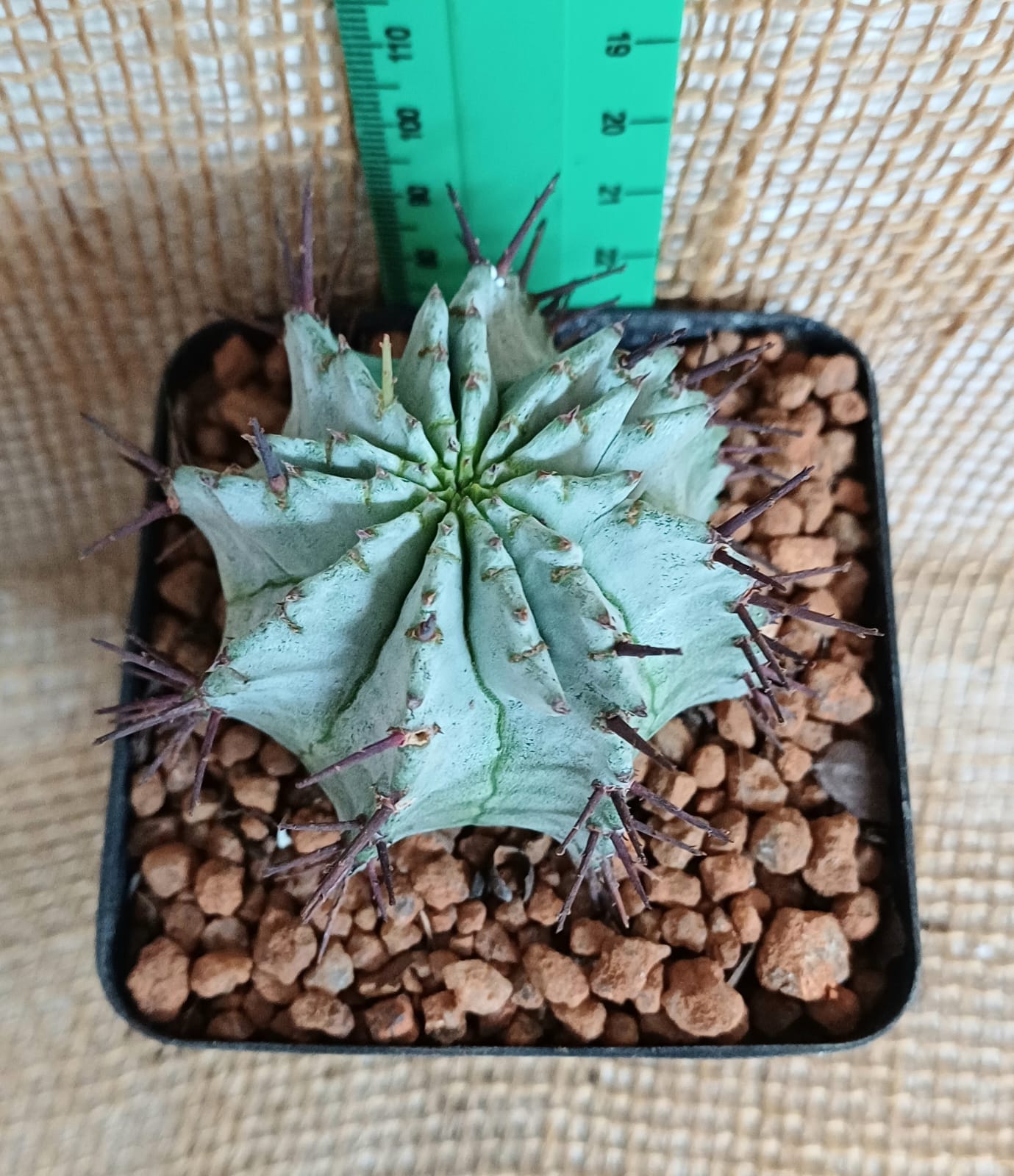 Euphorbia horrida Yolo Auto Find