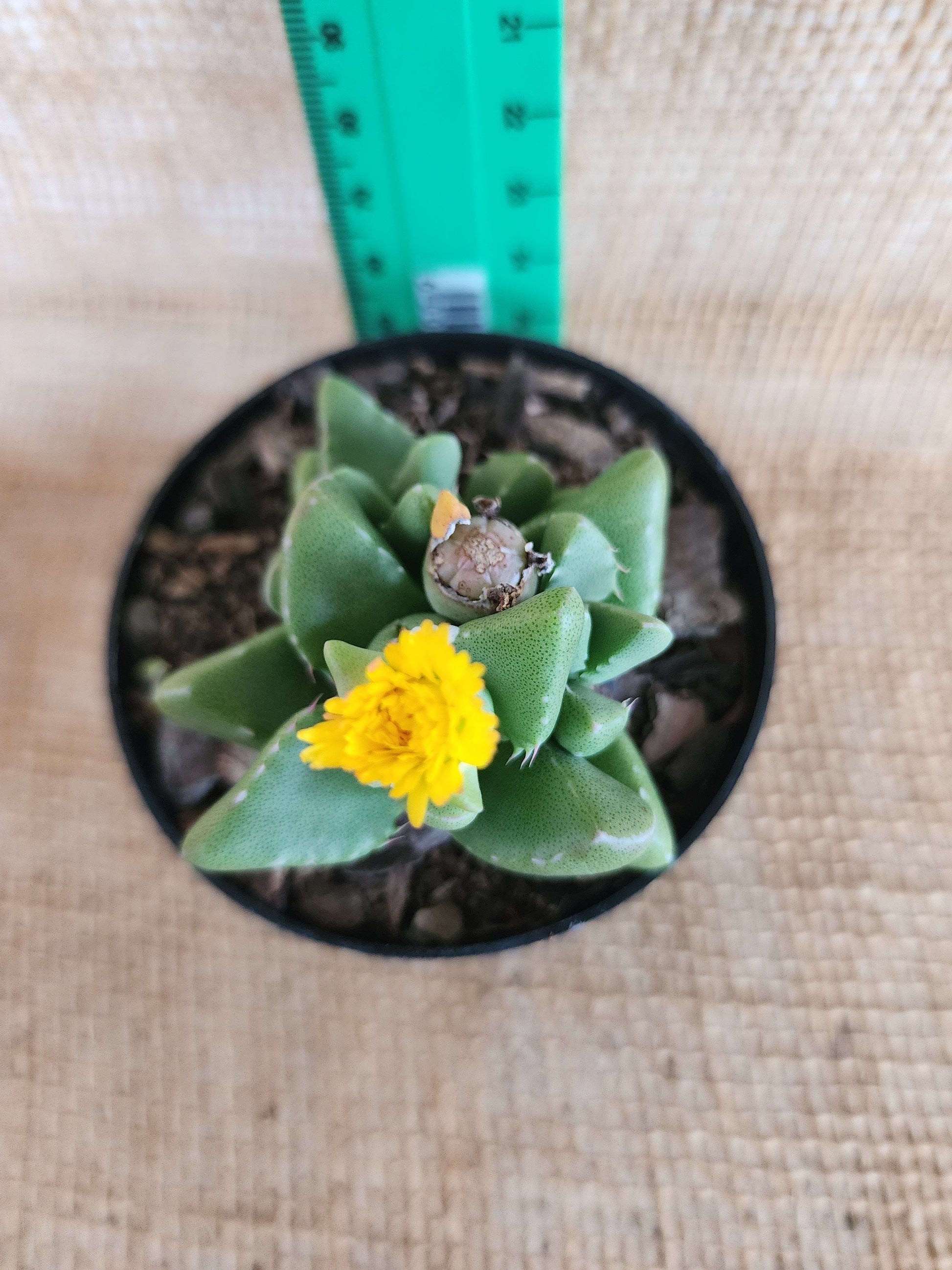 Faucaria Tigrina Yolo Auto Find