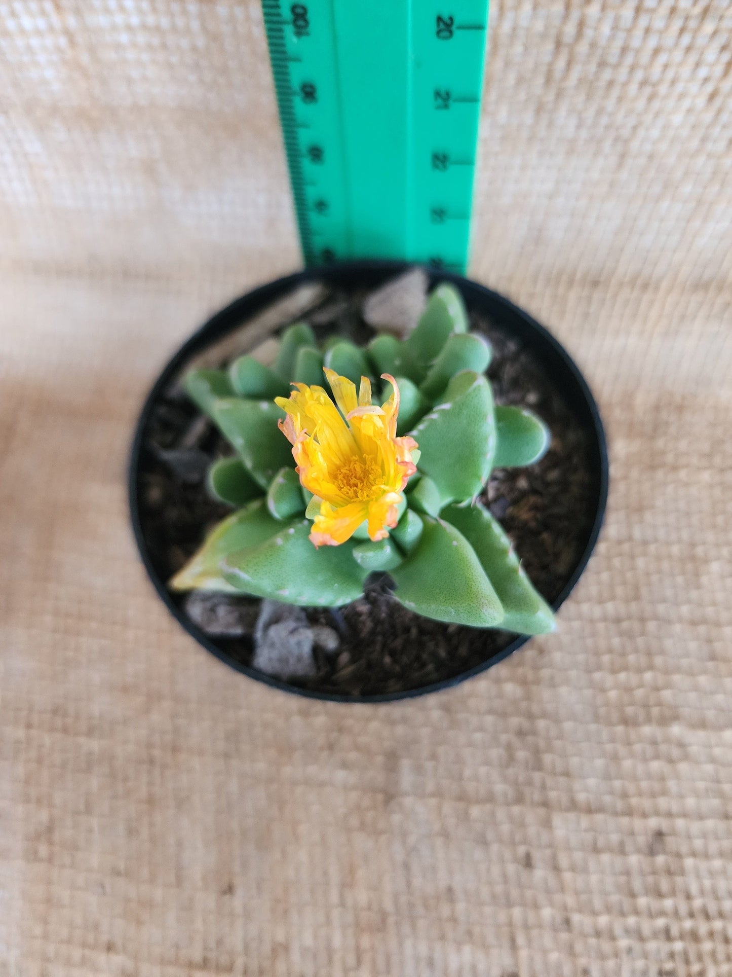 Faucaria Tigrina Yolo Auto Find