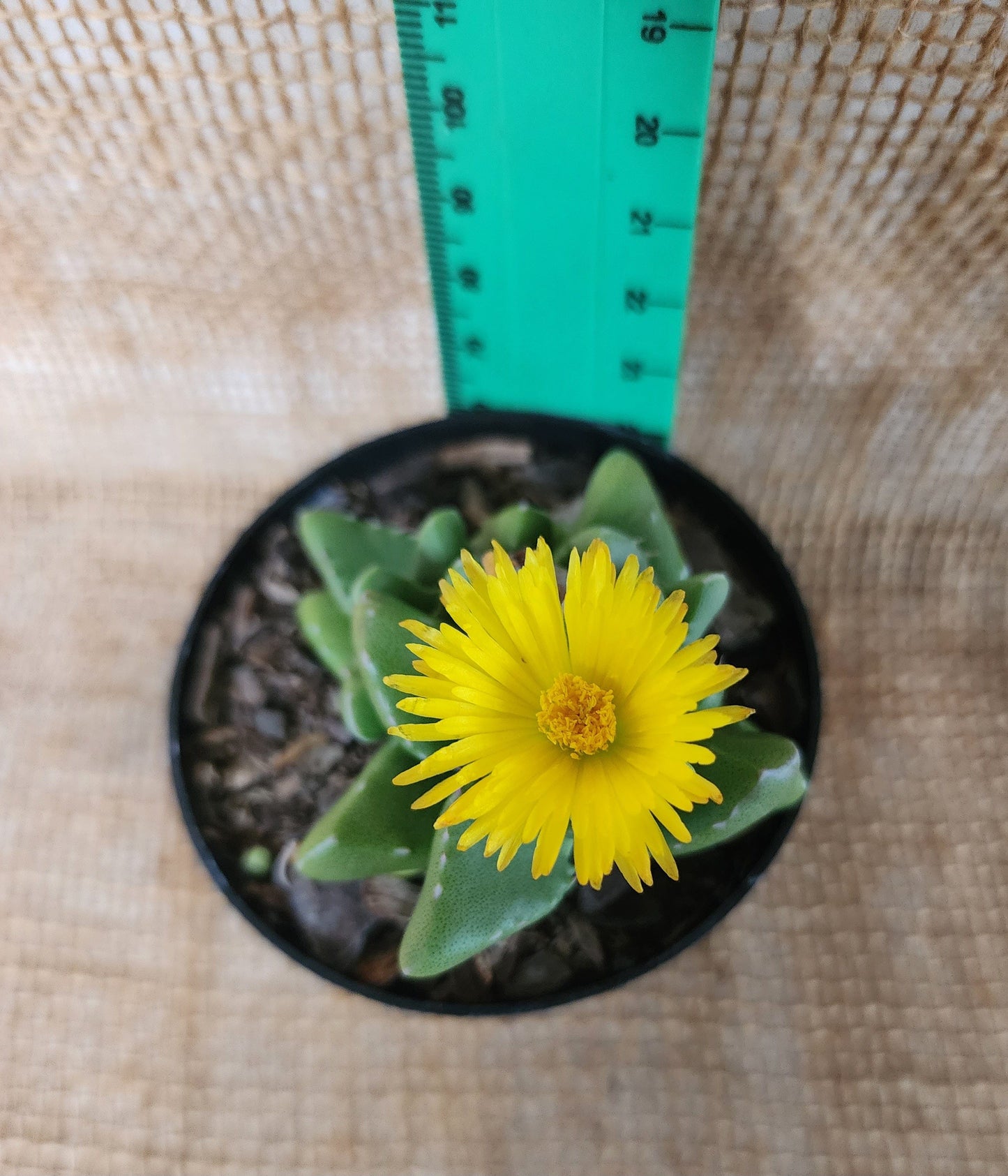 Faucaria Tigrina Yolo Auto Find