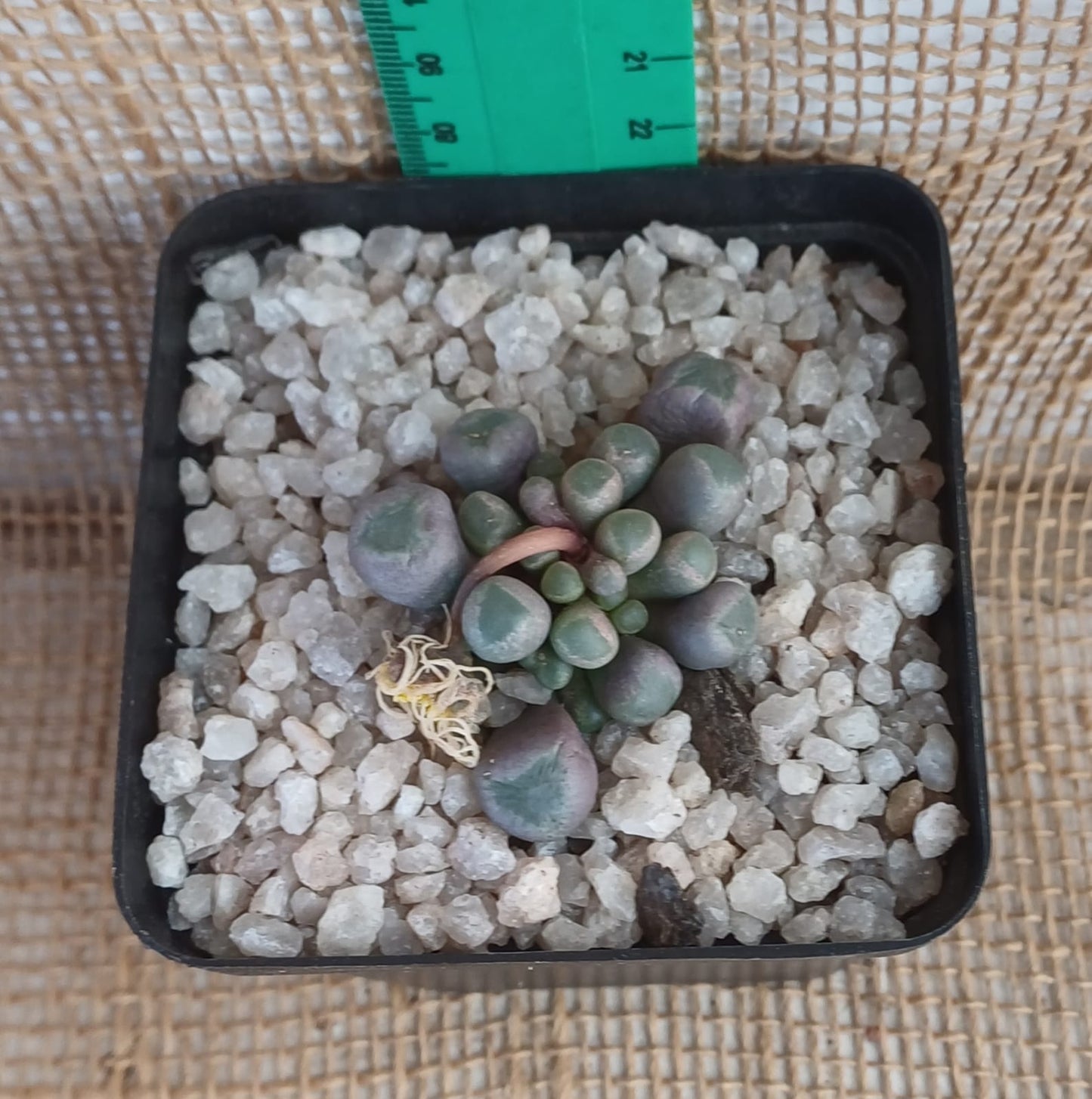 Fenestraria rhopalophylla (Baby toes) Yolo Auto Find