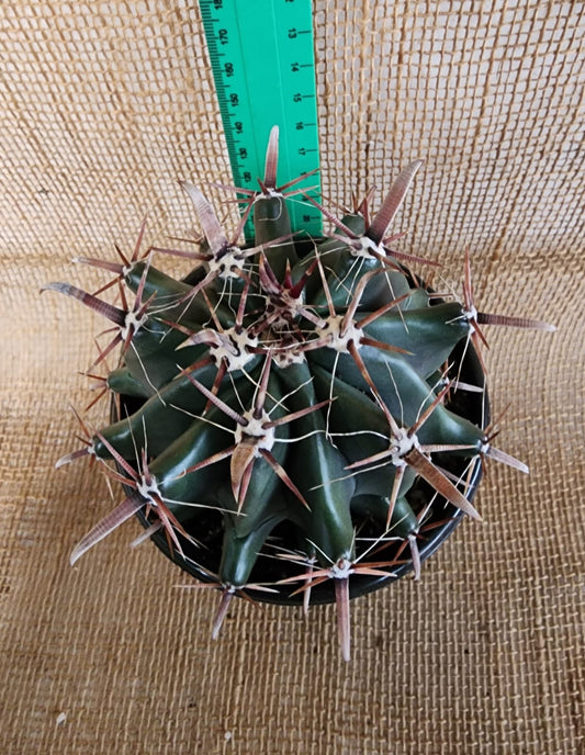 Ferocactus peninsula Yolo Auto Find