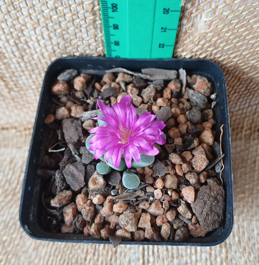 Frithia Pulchra Yolo Auto Find