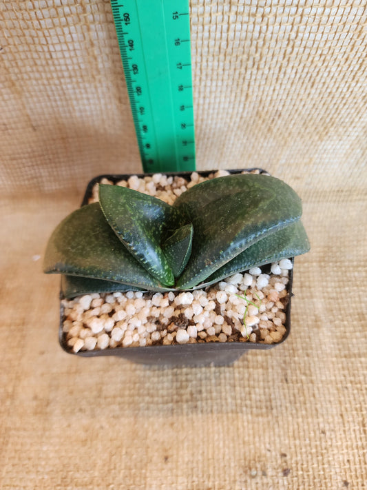 Gasteria Armstrongii Yolo Auto Find