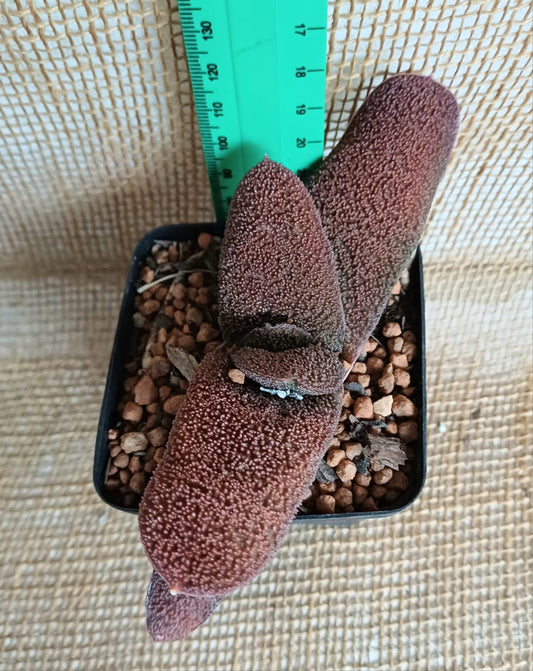 Gasteria Batesiana Maroon Yolo Auto Find