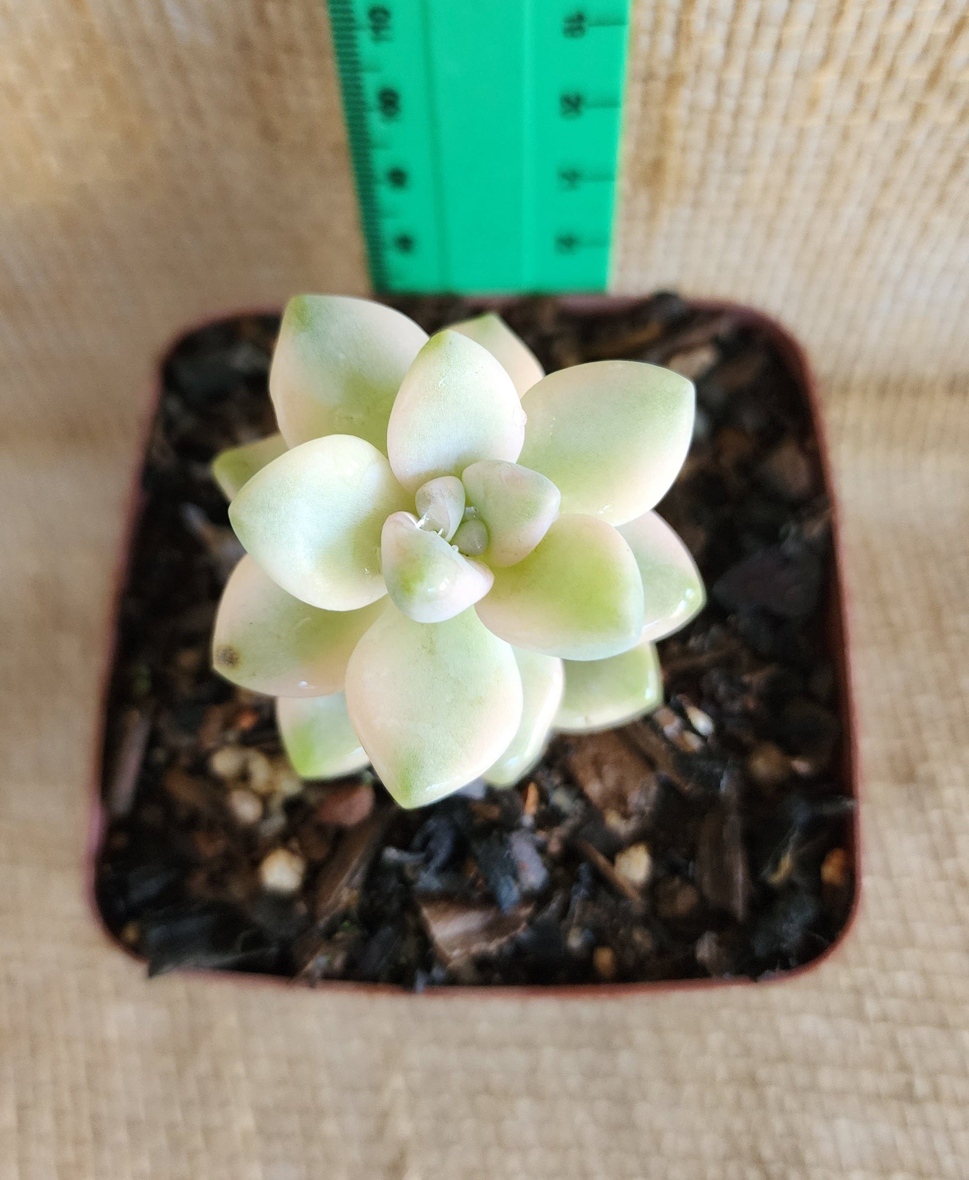 Graptopetalum Titubans Yolo Auto Find