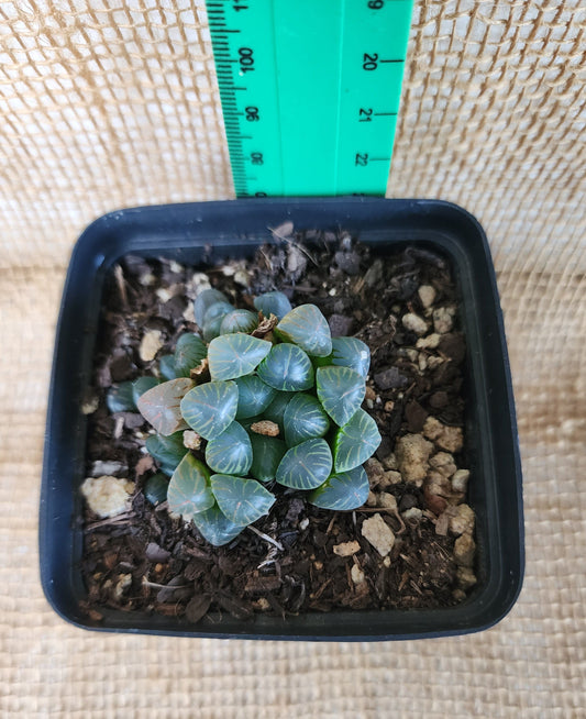 Haworthia Cooperi Yolo Auto Find