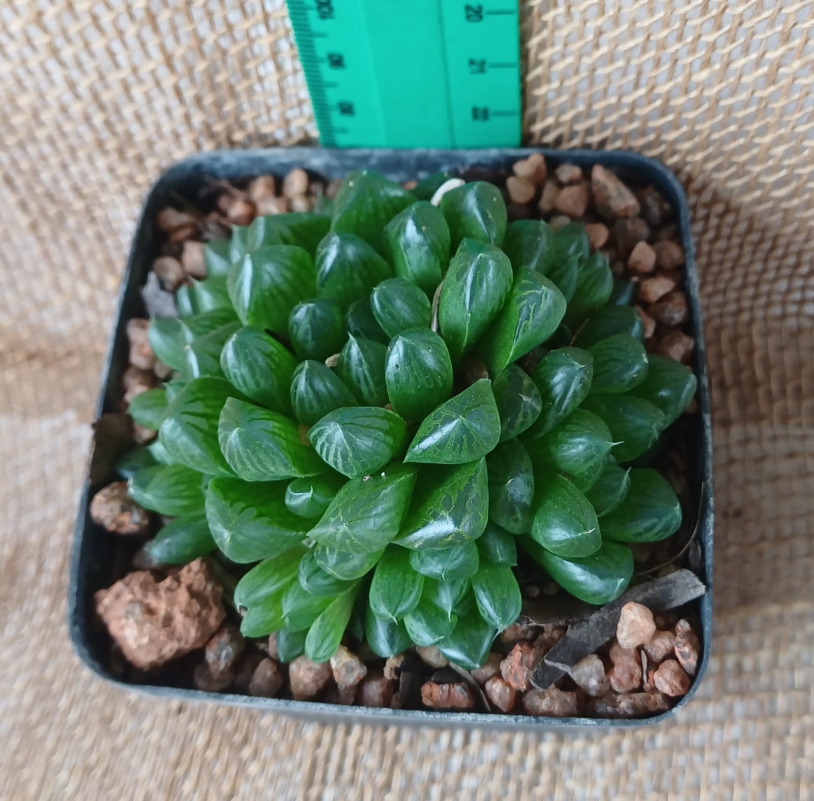 Haworthia Cooperi Yolo Auto Find