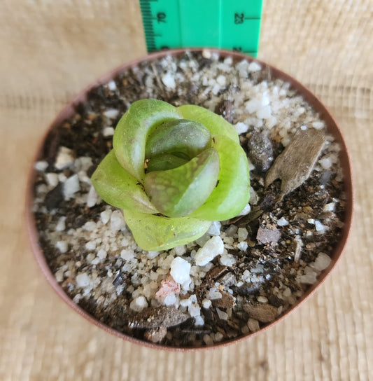 Haworthia Cymbiformus Mutant Yolo Auto Find