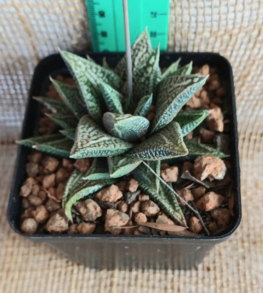 Haworthia Marble Yolo Auto Find