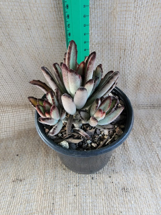 Kalanchoe Tomentosa (Panda Plant) Yolo Auto Find