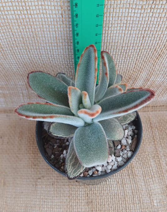 Kalanchoe tomentosa (Panda plant) Yolo Auto Find