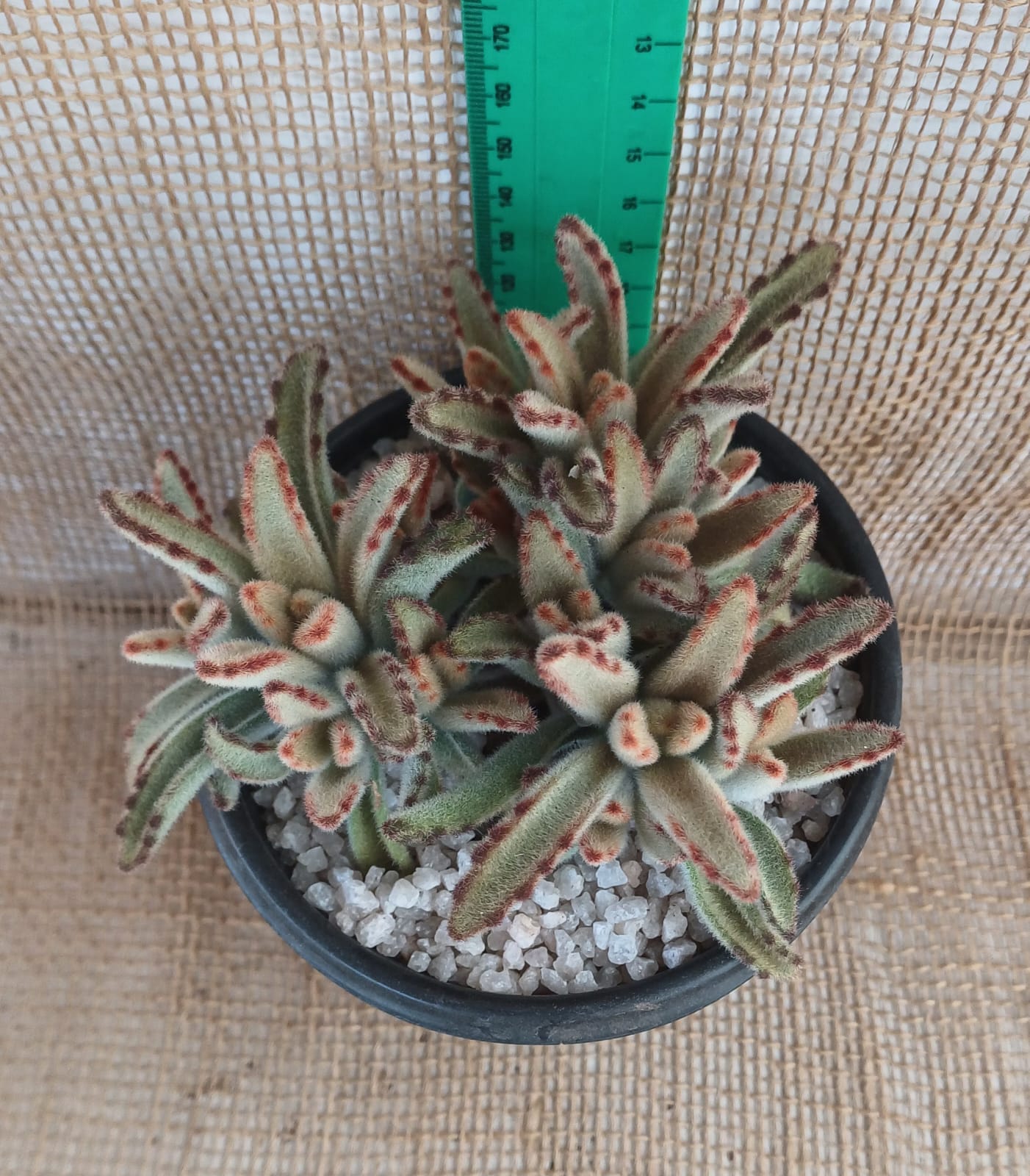 Kalanchoe tomentosa (Panda plant) Yolo Auto Find