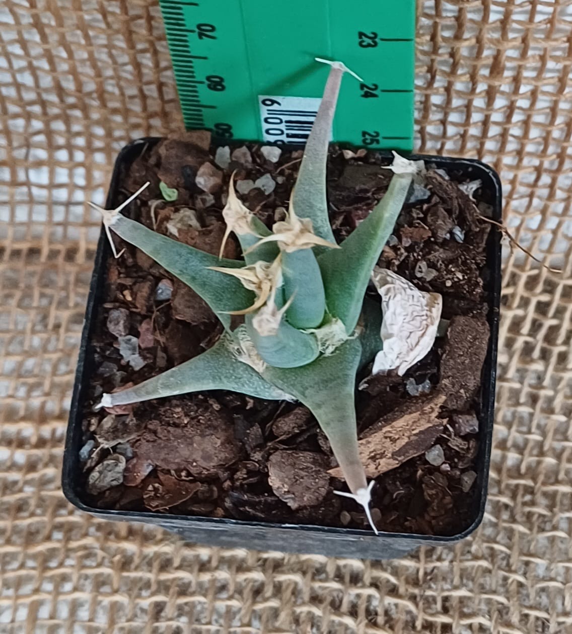 Leuchtenbergia Principis Yolo Auto Find