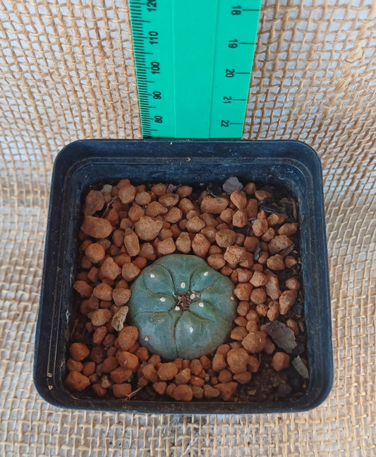 Lophophora williamsii (Peyote) Yolo Auto Find