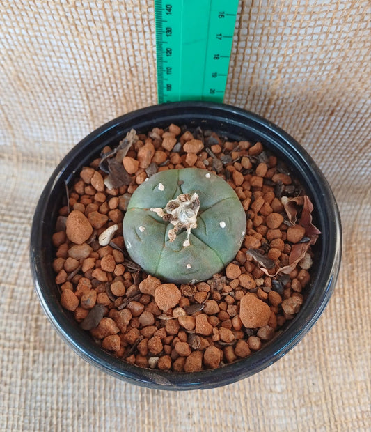 Lophophora williamsii (Peyote) Yolo Auto Find