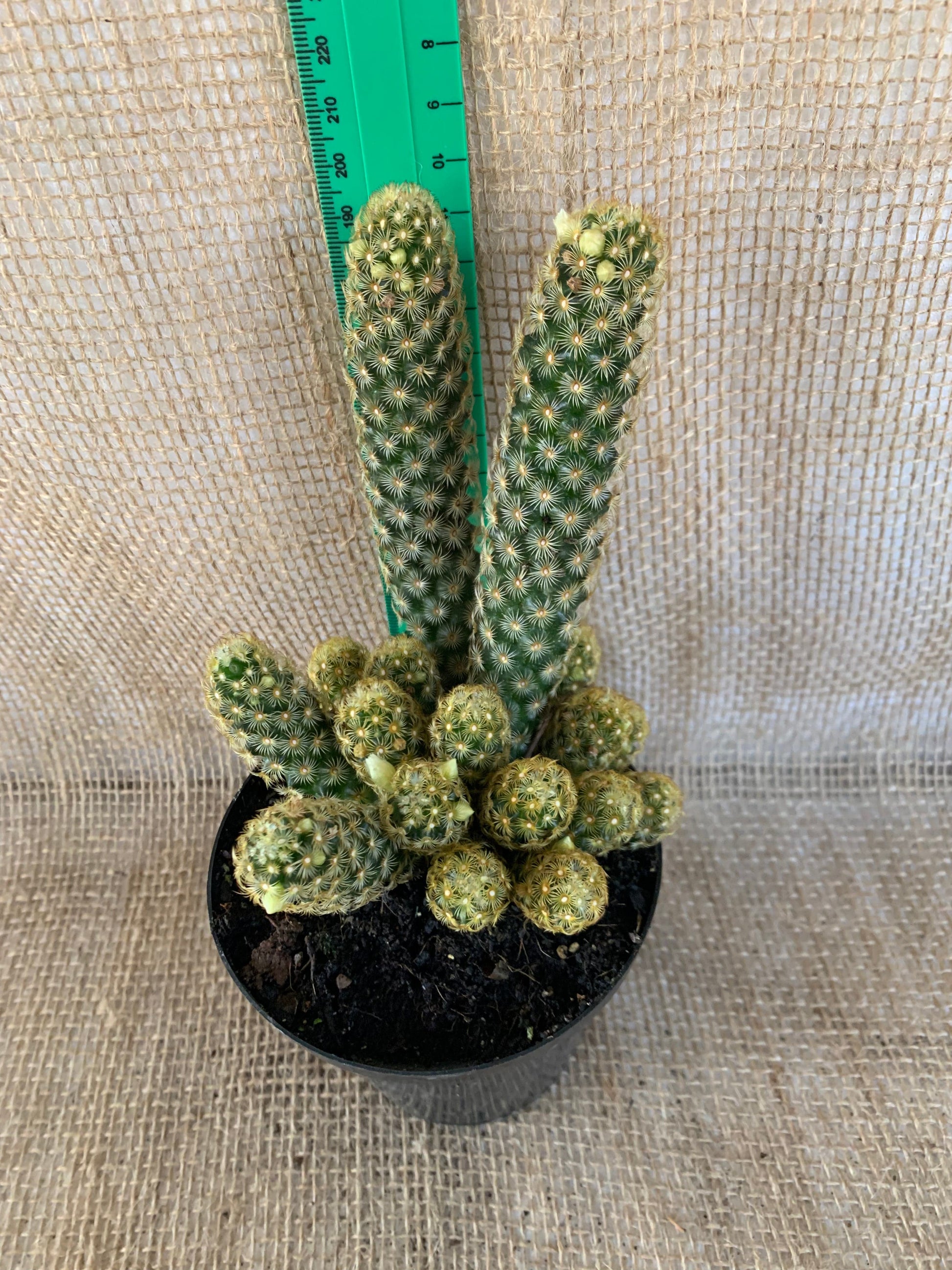 Mammillaria Elongata (Ladyfinger Cactus) Yolo Auto Find